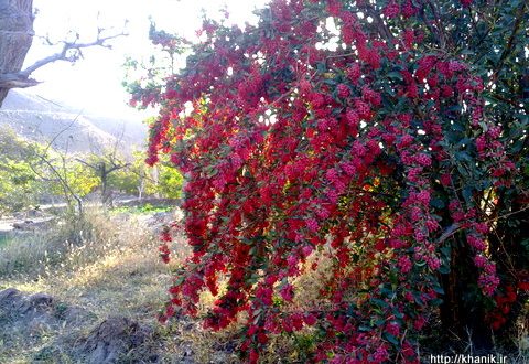 زرشک