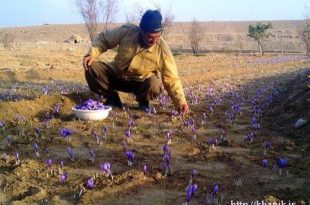 آغاز برداشت زعفران در مزارع خانیک ۱۳۹۰