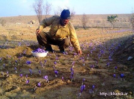 آغاز برداشت زعفران در مزارع خانیک ۱۳۹۰