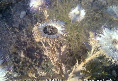 خارمریم Silybum marianum