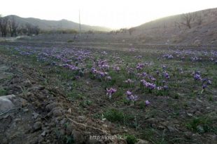 برداشت زعفران در خانیک فردوس