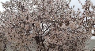 بهار زودرس در خانیک-شکوفه درختان-۹۶