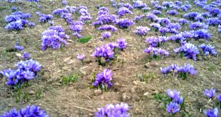 آغاز برداشت گل زعفران از مزارع خانیک