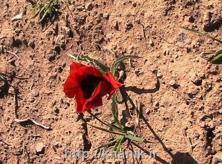 رویش لاله در دشت و صحرای خانیک