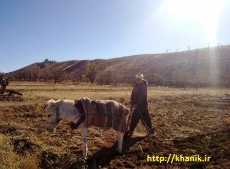 کشاورزی سنتی در خانیک ۱۳۹۱