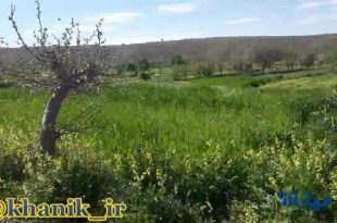 نمایی از کشمون خانیک بهار۹۸ + فیلم