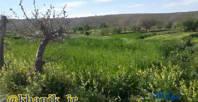 نمایی از کشمون خانیک بهار۹۸ + فیلم