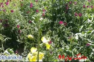 گل و پروانه – خانیک +فیلم