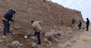 نهال کاری مسیر امامزاده