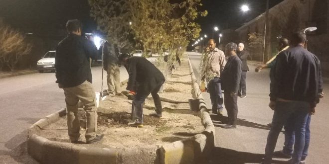 غرس ۶۰اصله نهال زیتون در بلوار اصلی