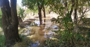 آبیاری درختان