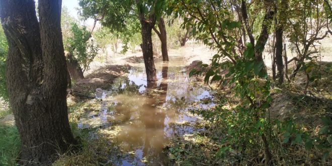 آبیاری درختان