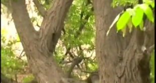 نمایی زیبا و حسرت برانگیز از خانیک ۱۳۸۷