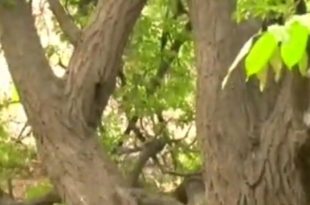 نمایی زیبا و حسرت برانگیز از خانیک ۱۳۸۷