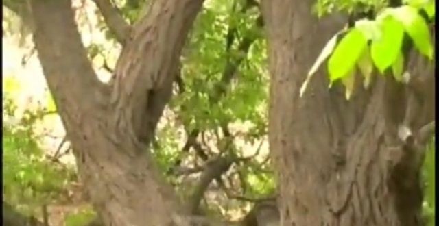 نمایی زیبا و حسرت برانگیز از خانیک ۱۳۸۷