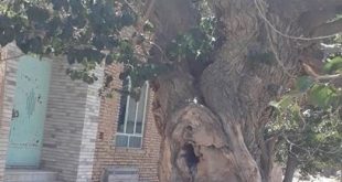 درخت توت میون ده