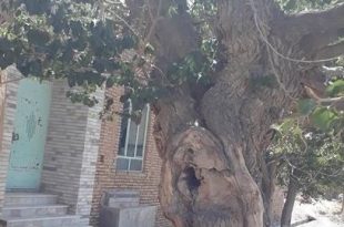 درخت توت میون ده