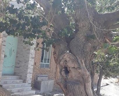 درخت توت میون ده